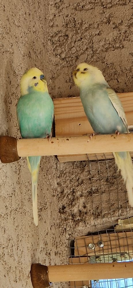 &Eacute;change perruche ondul&eacute; contre autre bec crochu 10 34190 Cazilhac