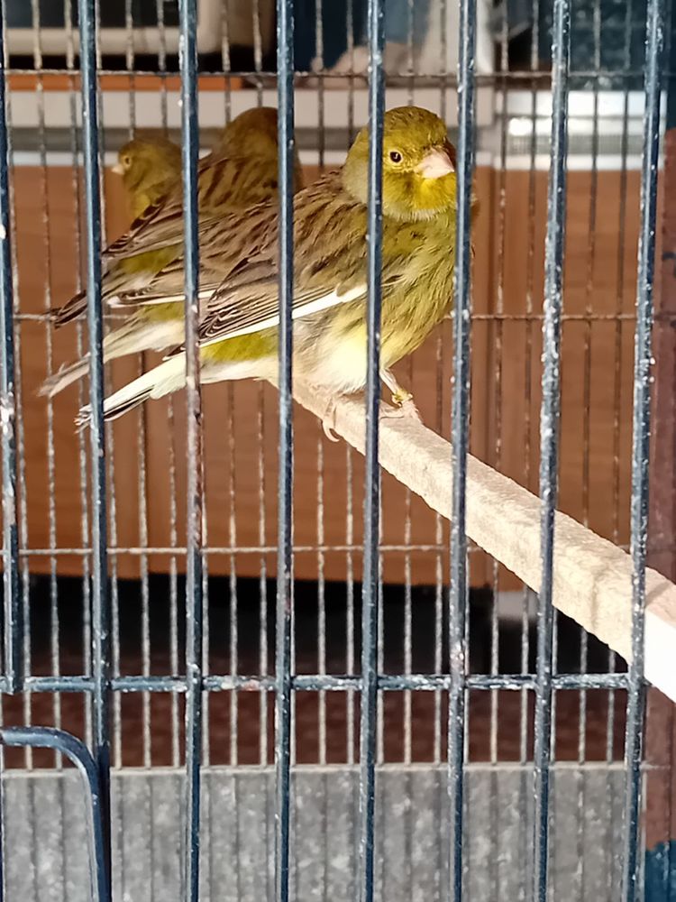 vend2 turquoisine male jaune ventre rouge 25e + canaris 10e 10 56620 Cl�guer
