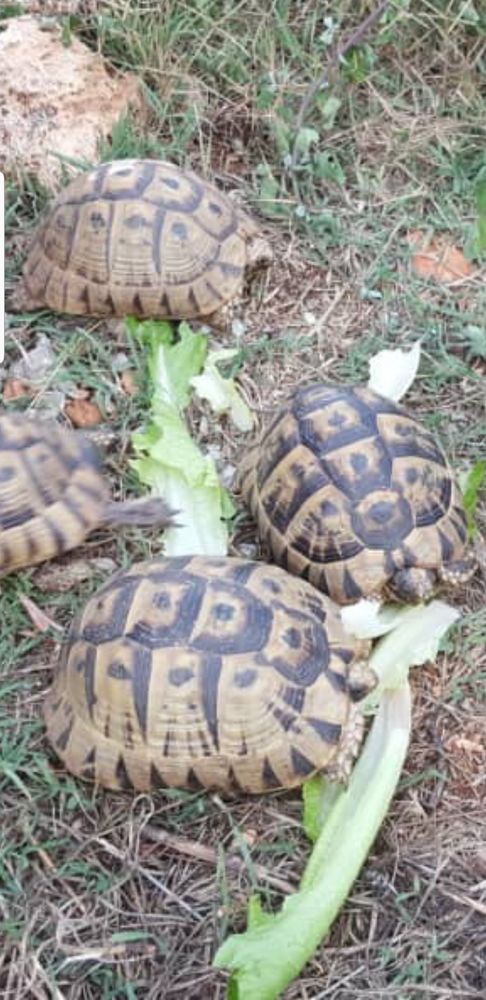 Couple de tortues graeca 1 m&acirc;le et 1 femelle 350 83300 Draguignan