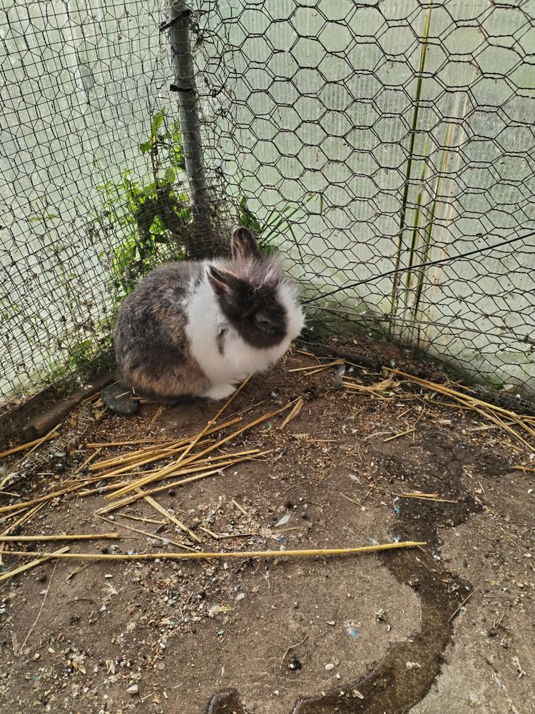 Lapins nains 20 37140 Bourgueil