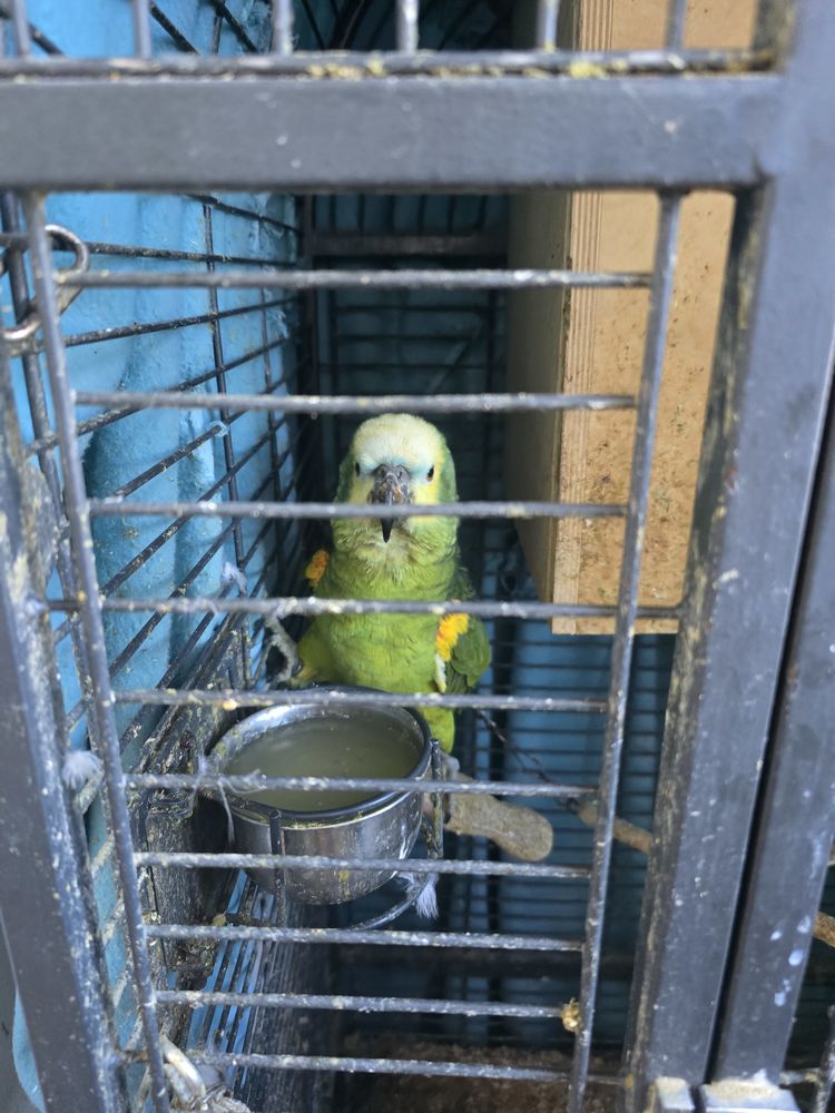 Perroquets Amazon &agrave; front bleu 1500 83170 Brignoles