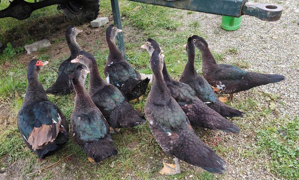 Canard de Barbarie 20 67660 Betschdorf