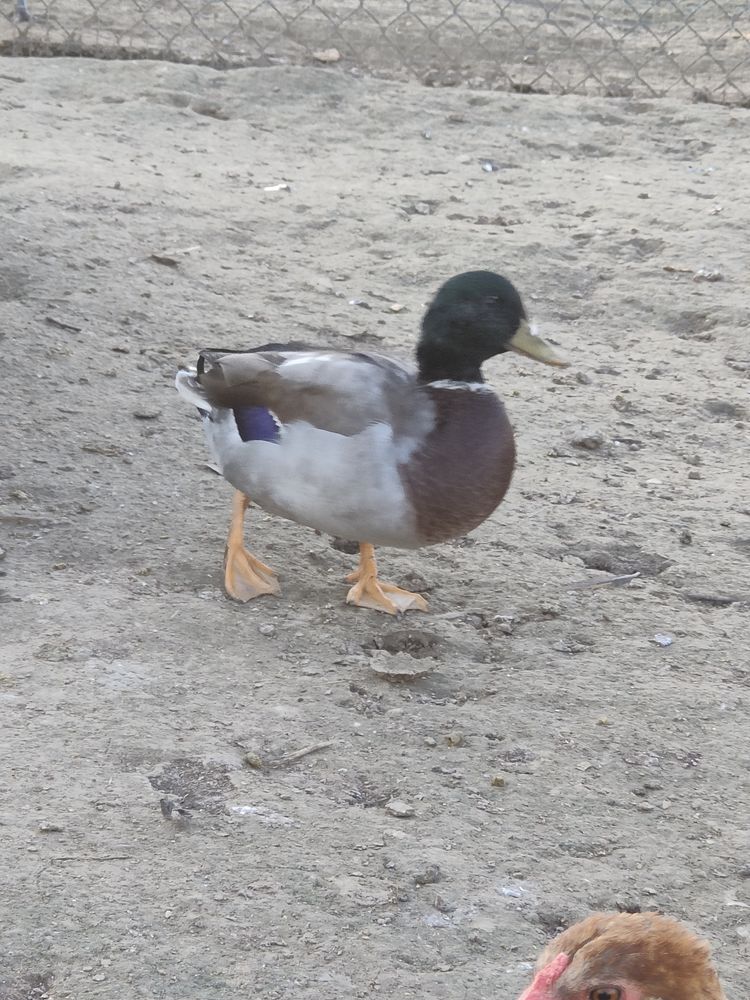 Canard colvert 15 67660 Betschdorf