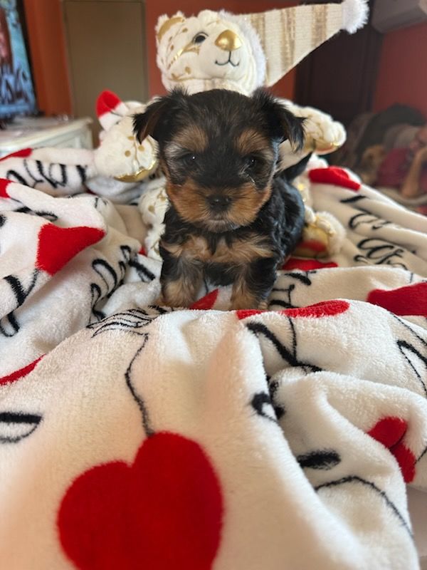 Adorables petites femelles yorkshires petit gabarit 1300 34540 Balaruc-le-vieux