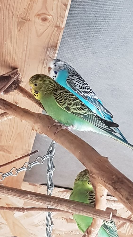 Perruches ondul&eacute;es (naissance 2025) 5 27350 �tr�ville