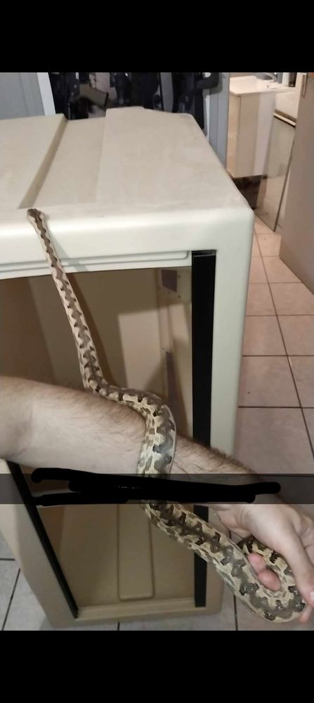 Divers serpent disponible 1 66000 Perpignan