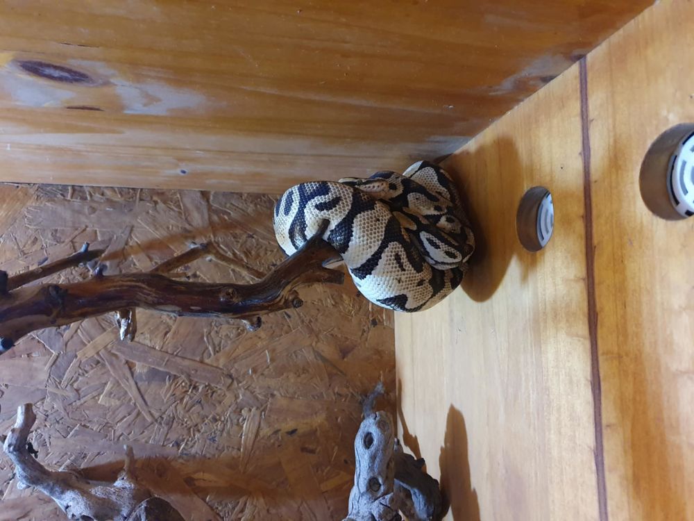 vivarium avec serpent python 300 89000 Auxerre