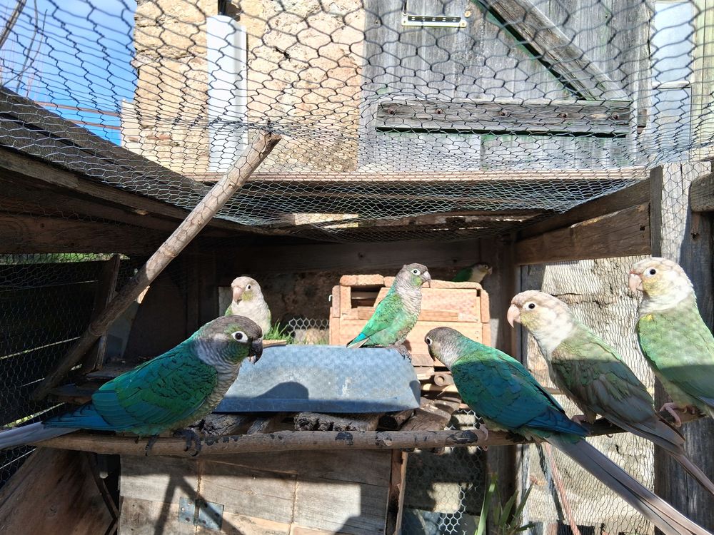 Lot de 18 Conures 1200 66460 Maury