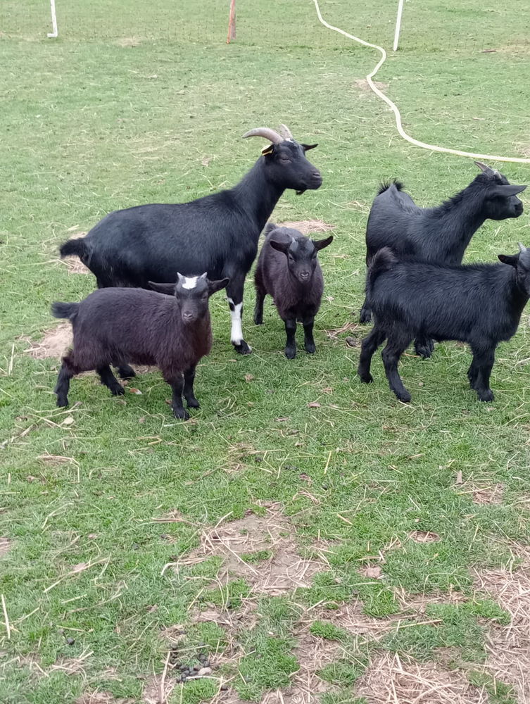 Bonjour je des ch&egrave;vres 80 76270 Saint-germain-sur-eaulne