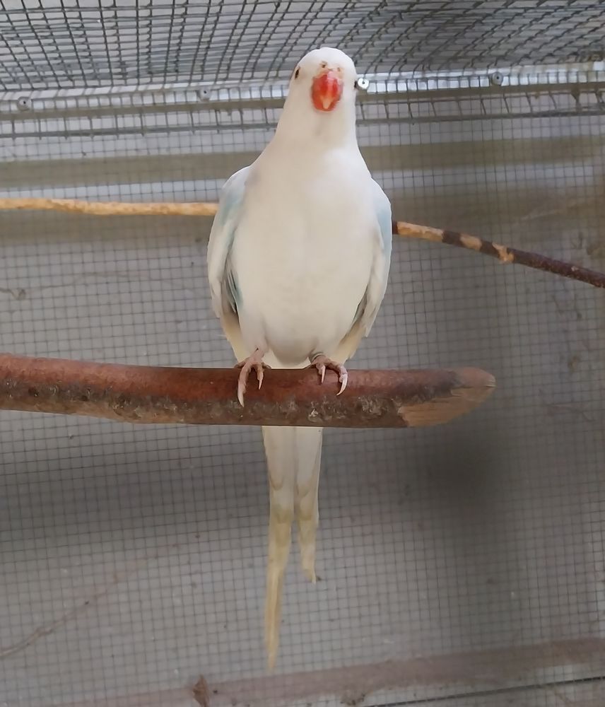 PRINCESSE DE GALLES 80 45490 Pr�fontaines