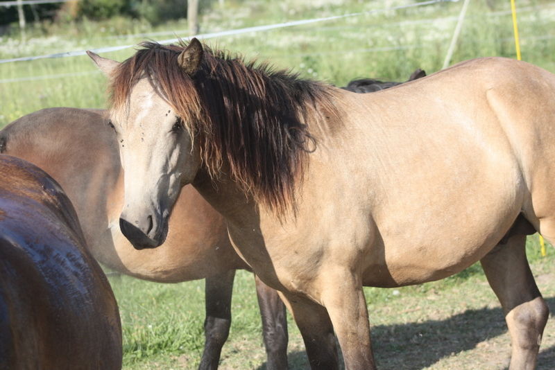 Jeune poney isabelle 1300 02290 Fontenoy