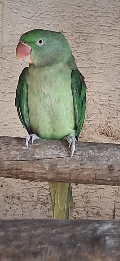 Grande perruche  300 91120 Palaiseau