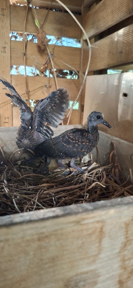 Tourterelle turvert  60 91120 Palaiseau