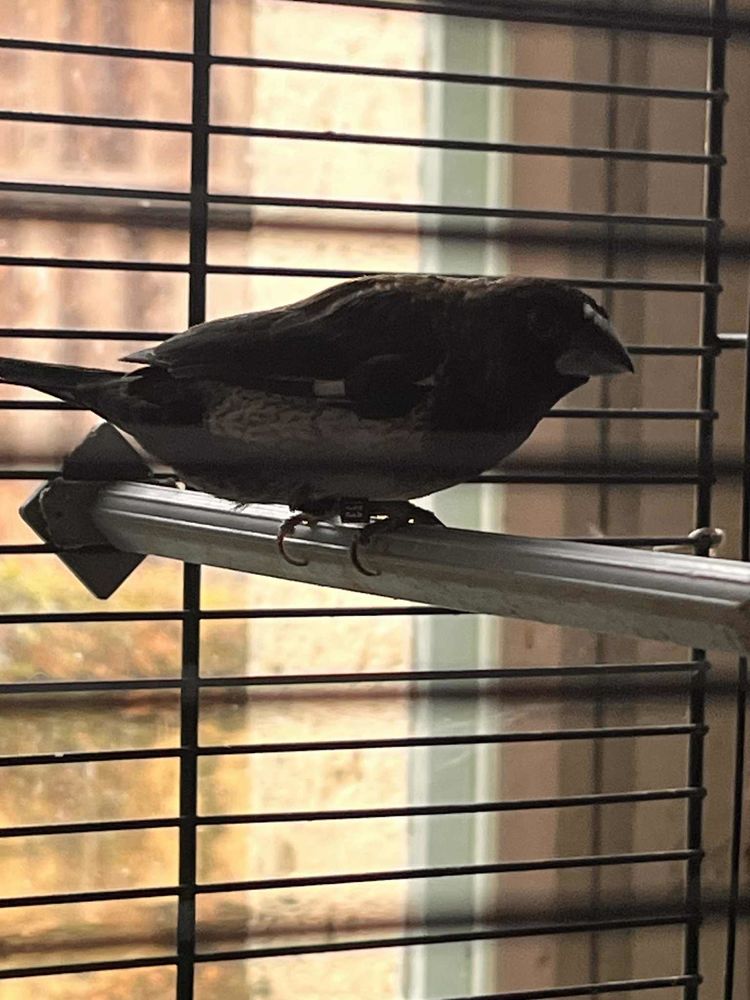 Oiseaux 10 24340 Champeaux-et-la-chapelle-pommier