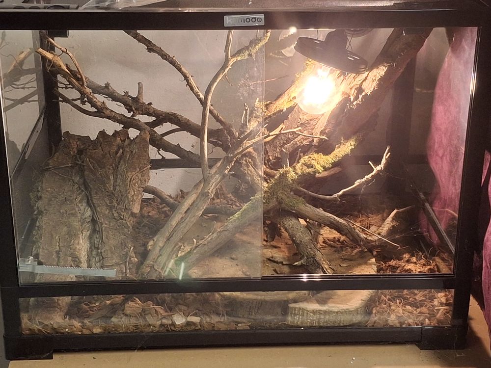 Terrarium en verre  100 91120 Palaiseau