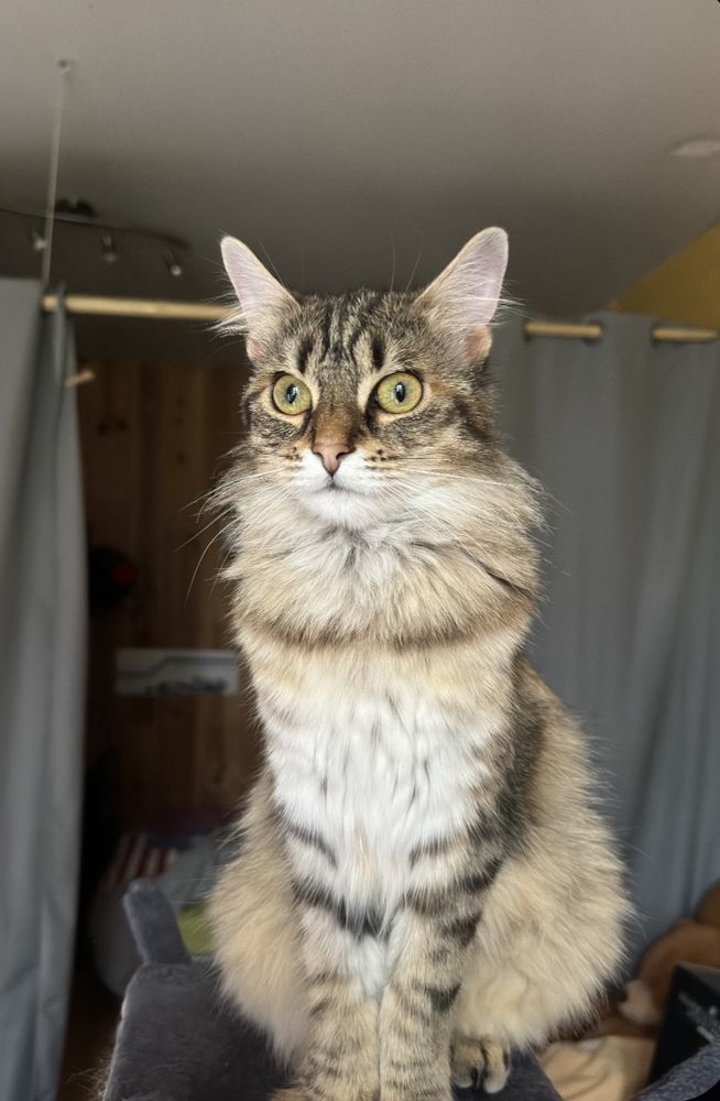 | Recherche d'Ahsoka 0 31800 Saint-gaudens