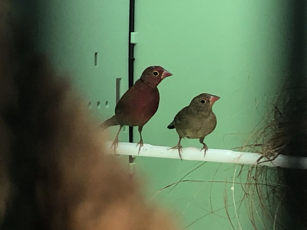 Amarante du senegal 150 93220 Gagny