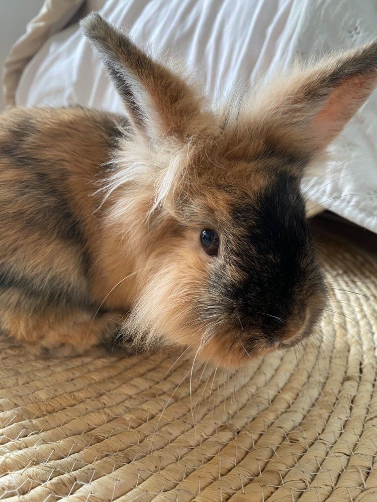 Lapins nains angora 20 49520 Le bourg-d'ir�