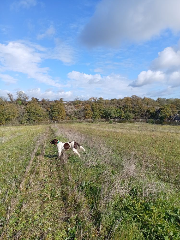 Saillie chien &eacute;pagneul-fran&ccedil;ais 10 79100 Thouars