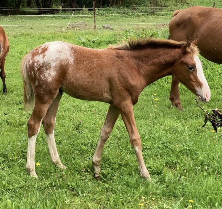 M&acirc;le DSA de couleur 3500 14500 Vire