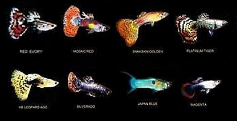 Guppys disponibles : Endler, Cobra, L&eacute;o... 2 92800 Puteaux