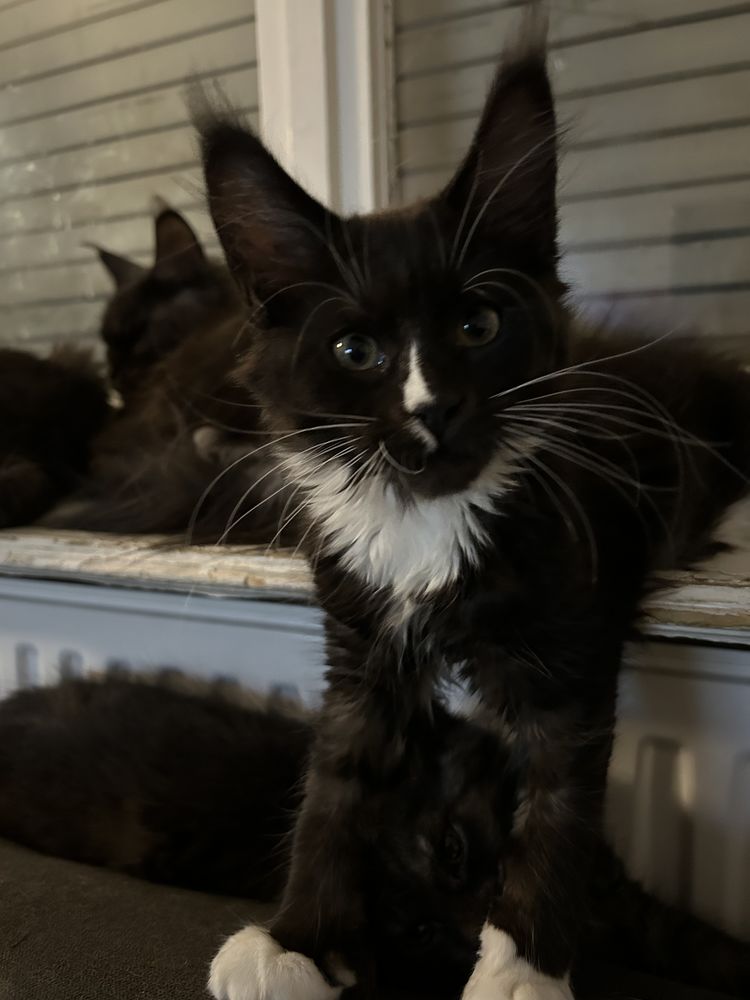 Chatons Maine Coon 900 67200 Strasbourg