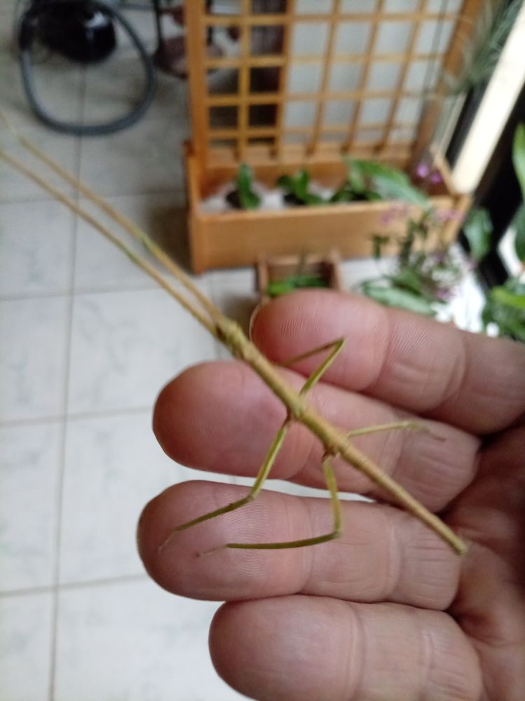 Phasme b&acirc;ton 1 82200 Moissac