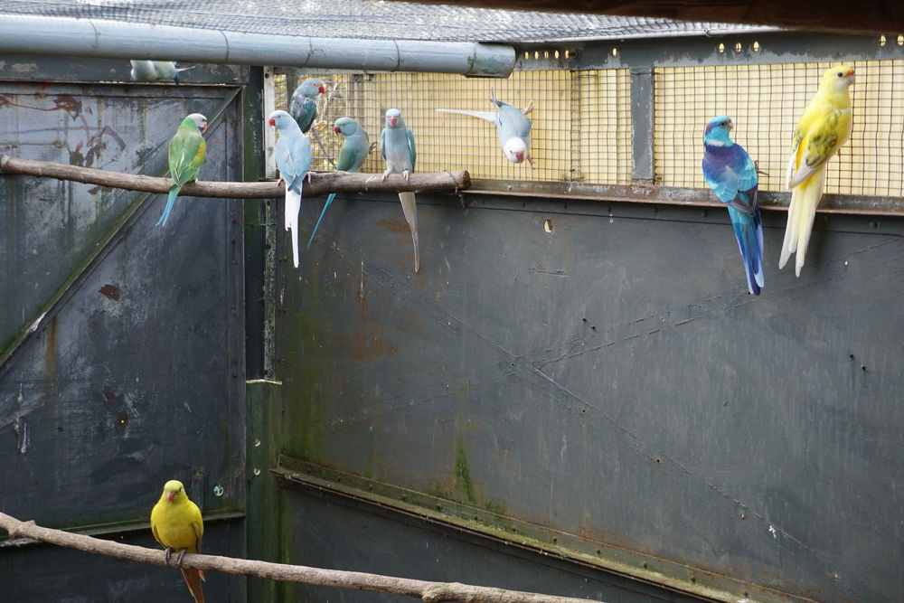 Perruche a collier 1 82100 Les barthes