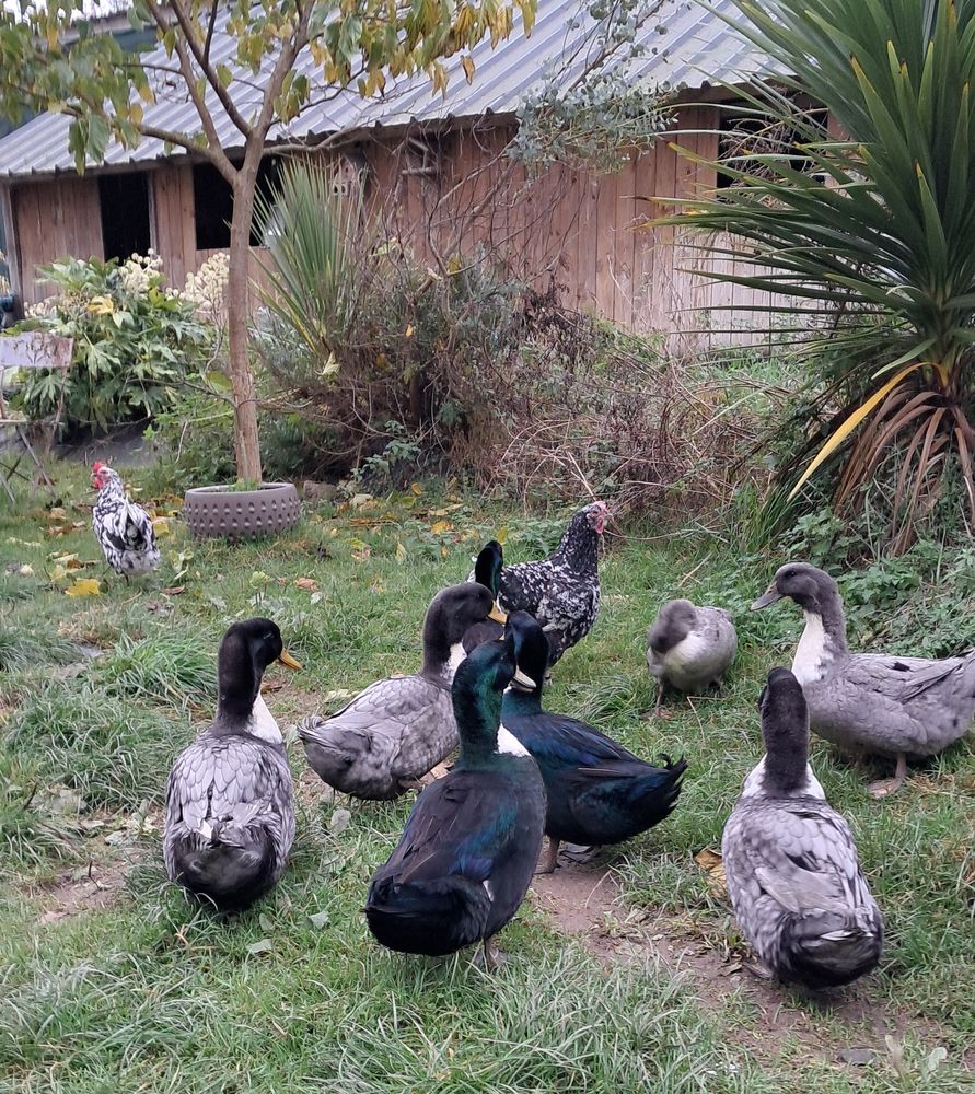 Canards Duclair 30 50570 Lozon