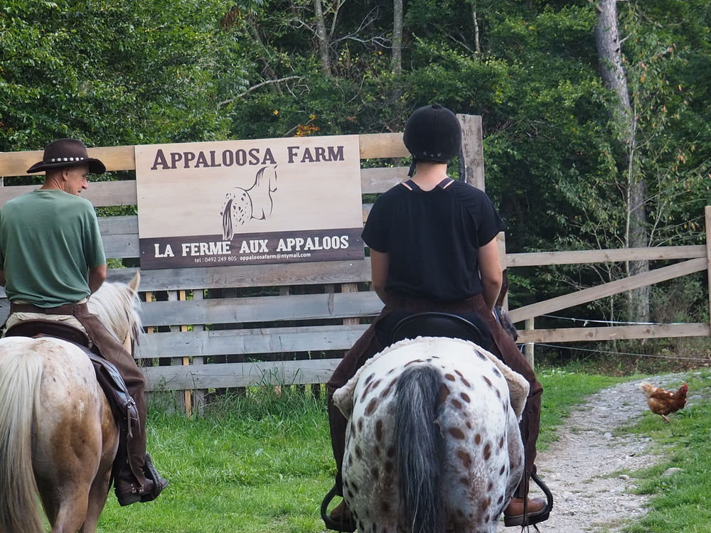 appaloosa 5 ans mont&eacute; 5000 05260 Forest-saint-julien