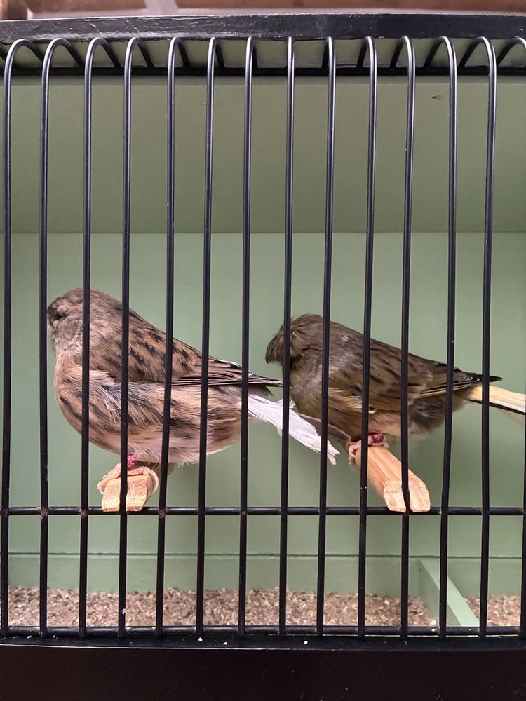 Canari gloster 60 27940 Aubevoye