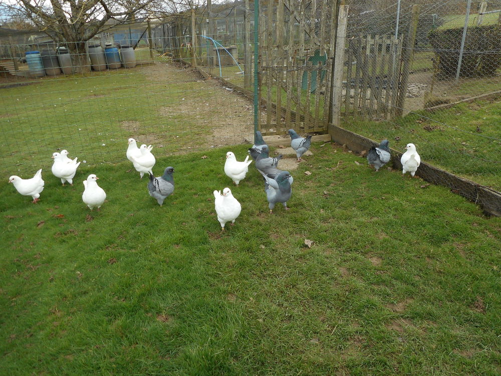 Pigeons Kings 45 50140 Mortain