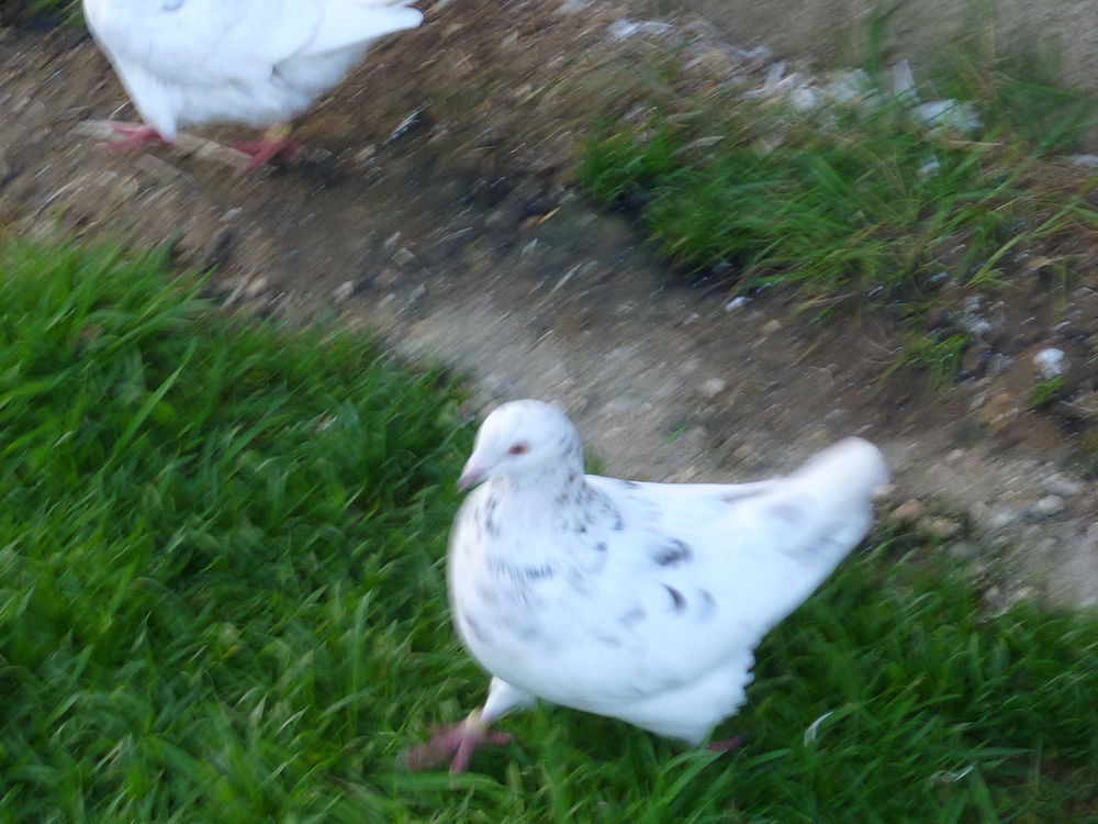 Pigeons Texans pr&ecirc;t &agrave; la reproduction 24 61600 Saint-maurice-du-d�sert