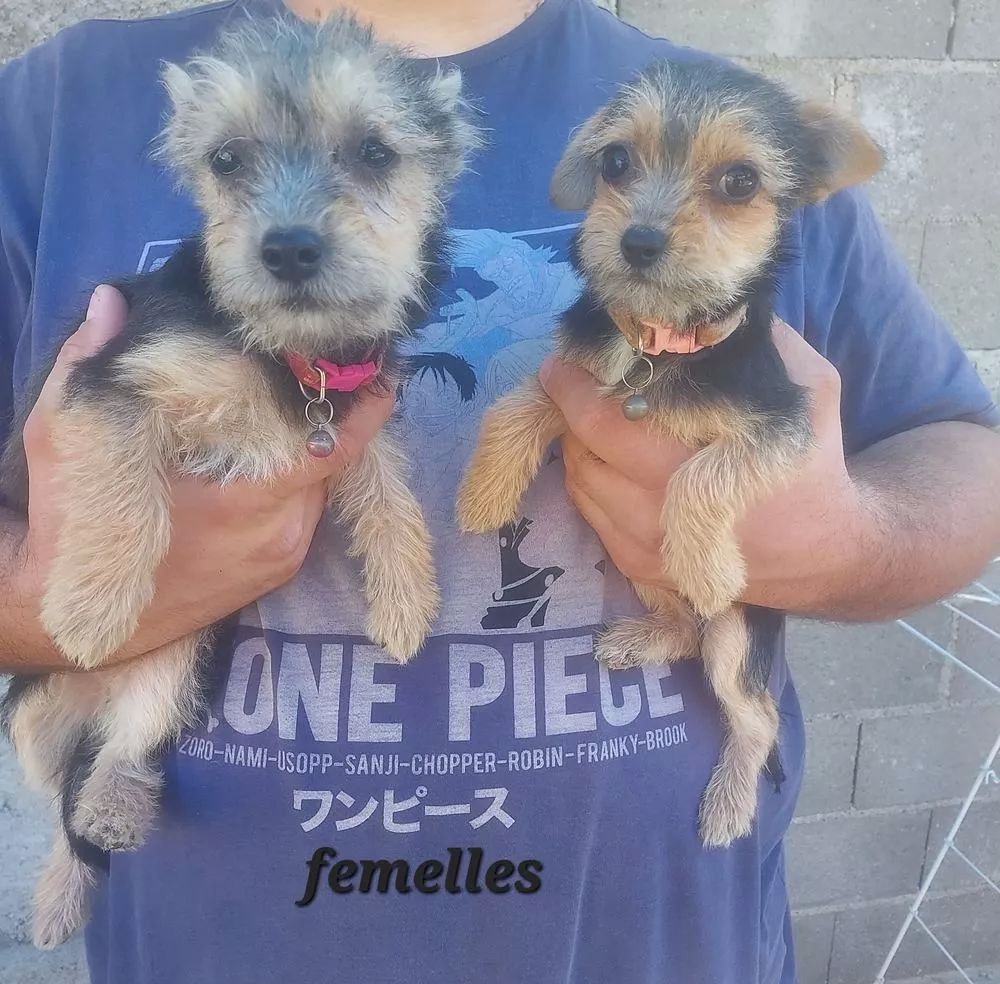 Chiots croises chihuahua/ yorkshire 550 89144 Varennes