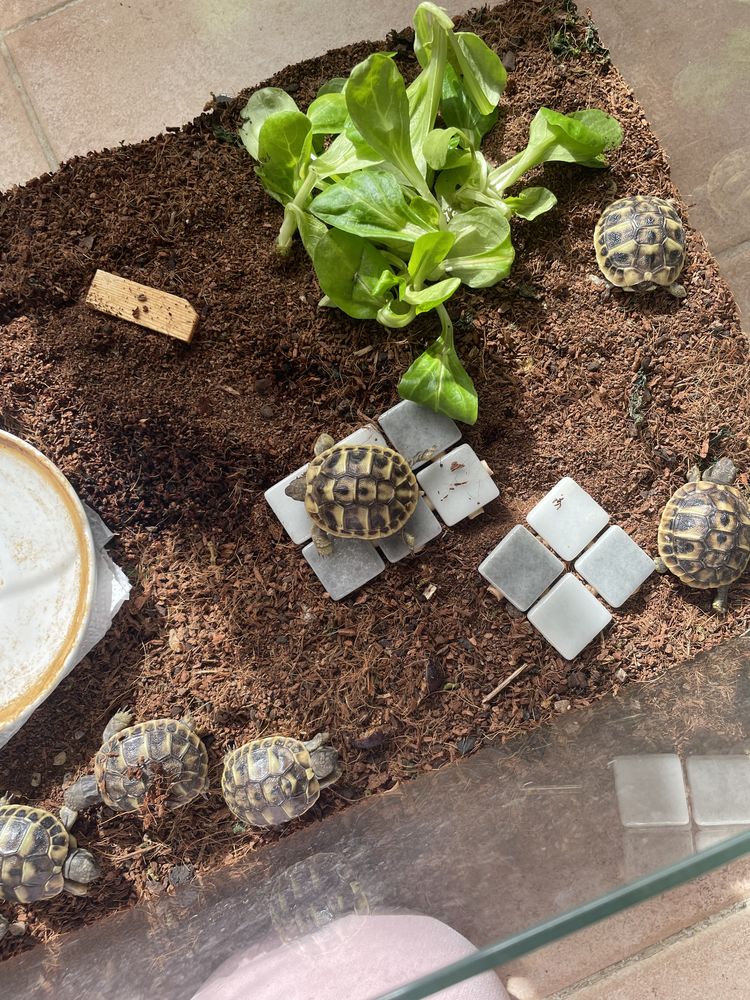 tortues 40 34680 Saint-georges-d'orques