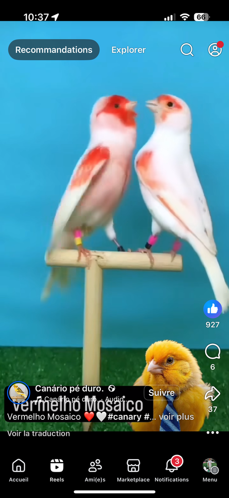 Canaris mosa&iuml;que 30 50520 Reffuveille