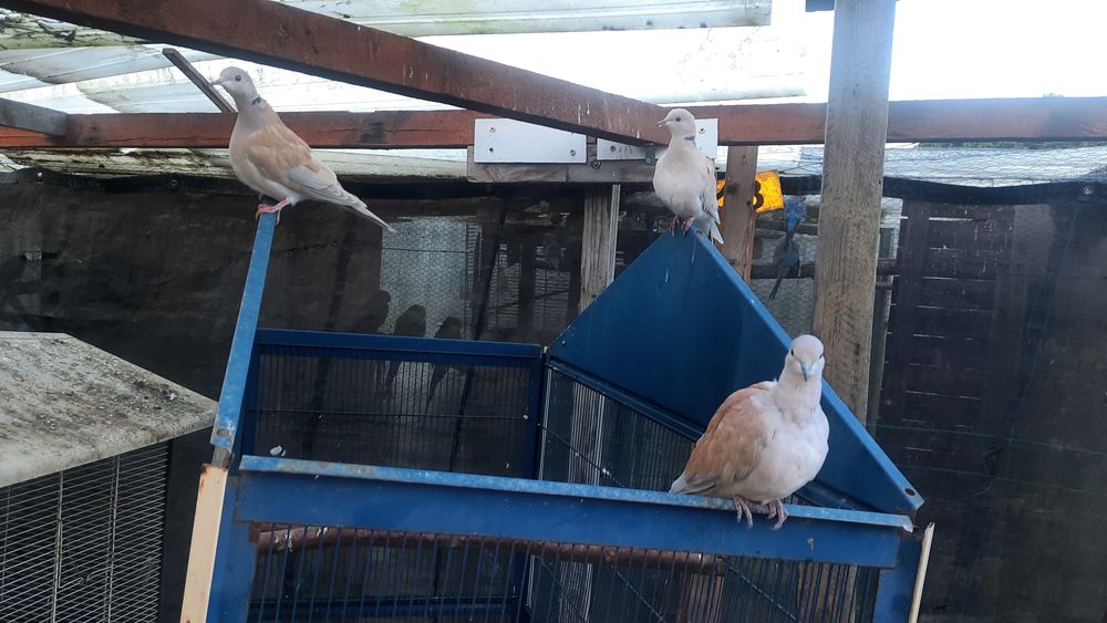 Tourterelles 5 91580 �tr�chy