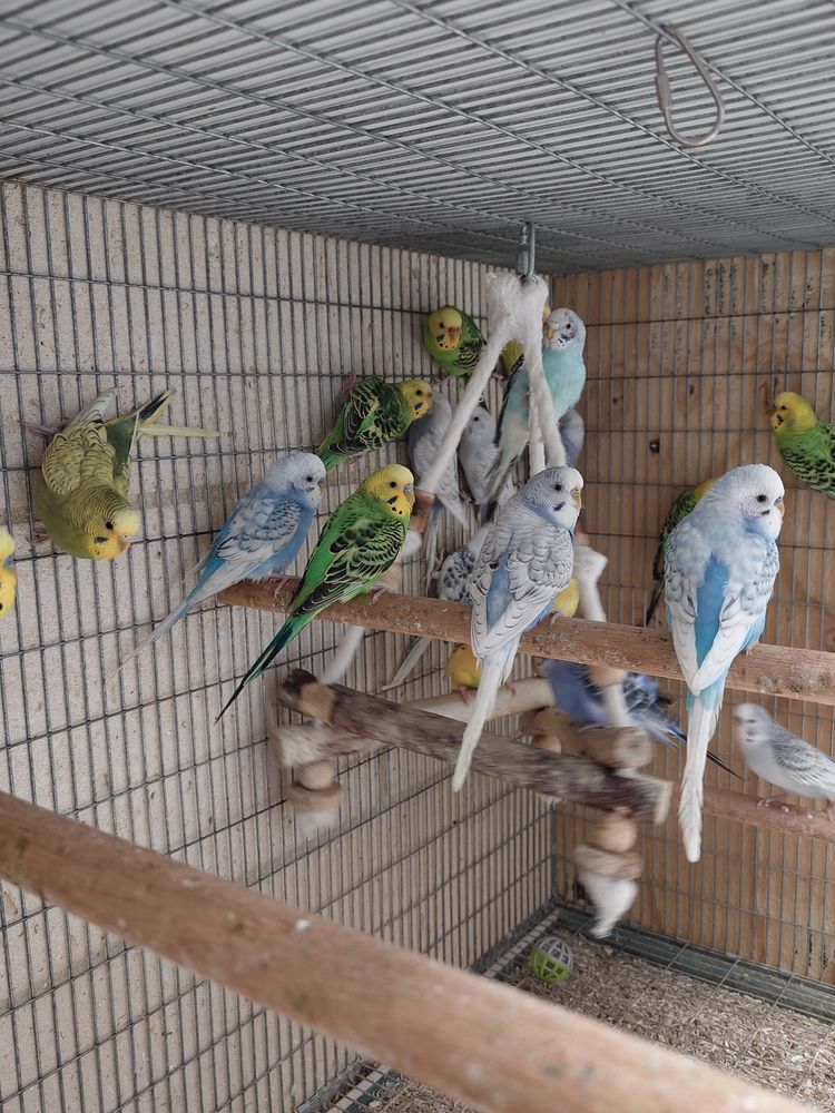 Perruches ondul&eacute;es 10 78410 Flins-sur-seine