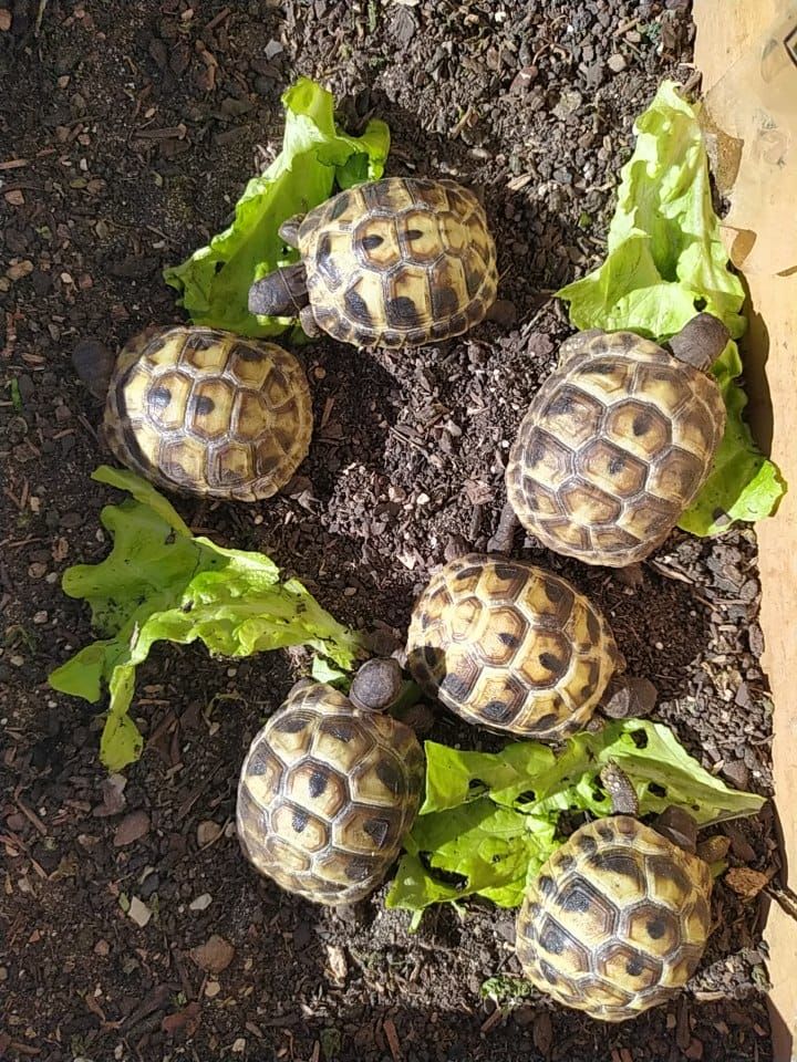 b&eacute;b&eacute;s tortues 60 84250 Le thor