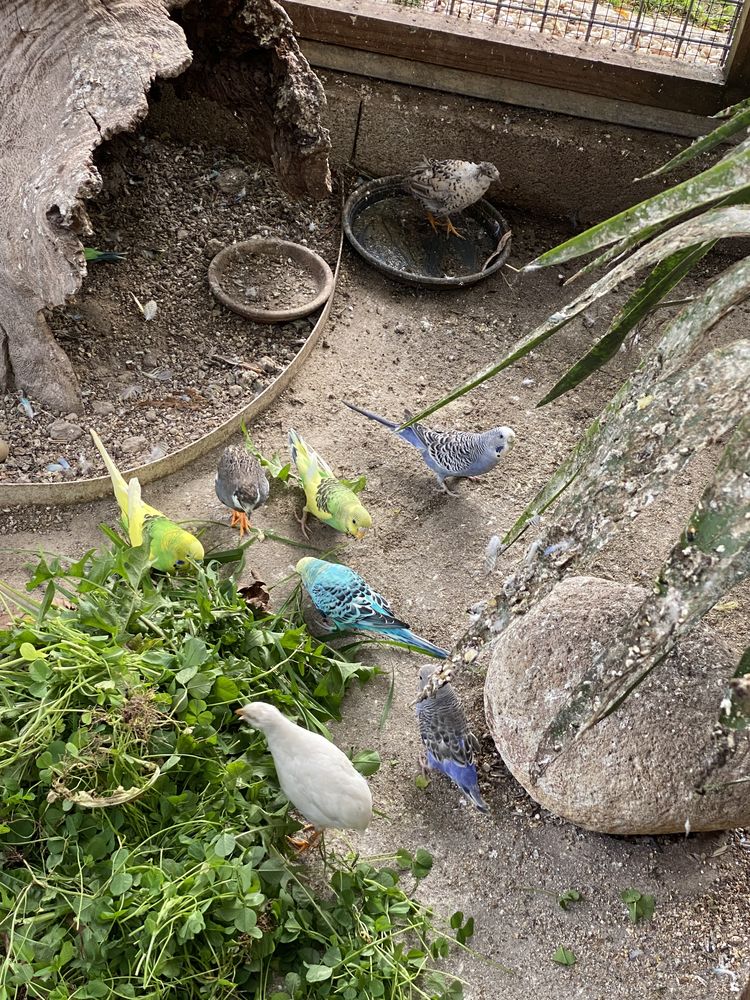 Perruches  ondul&eacute;s 8 44130 Notre-dame-des-landes
