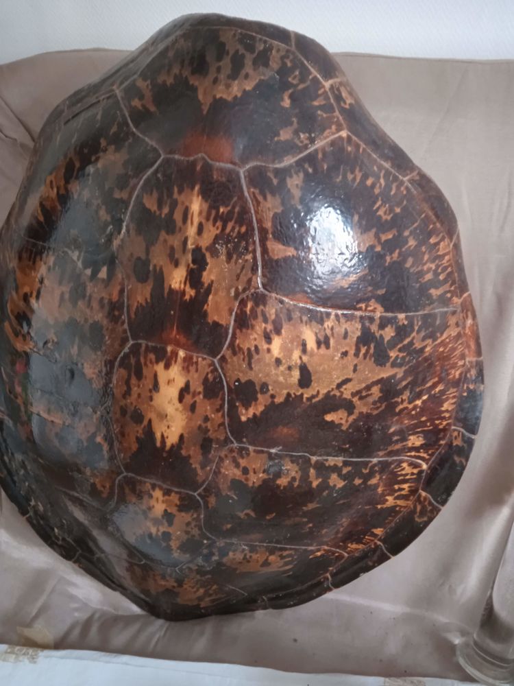 Carapace de tortue de terre
500 62520 Le touquet-paris-plage