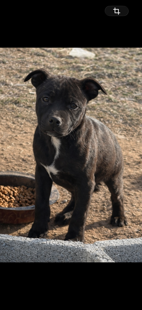 Chiots staffies LOF 1250 42380 Saint-bonnet-le-ch�teau