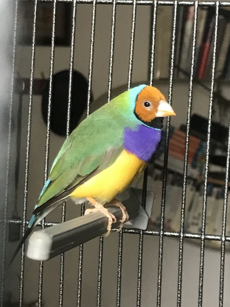 DIAMANT DE GOULD 90e 90 75019 Paris