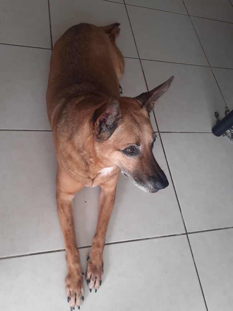 Cherche personne ou association pour adopter notre chienne 0 97490 Sainte-clotilde