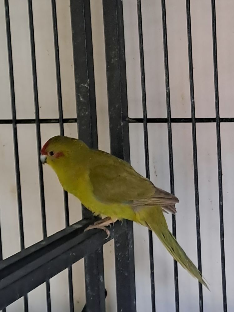 Kakarikis 60 34400 Saint-just