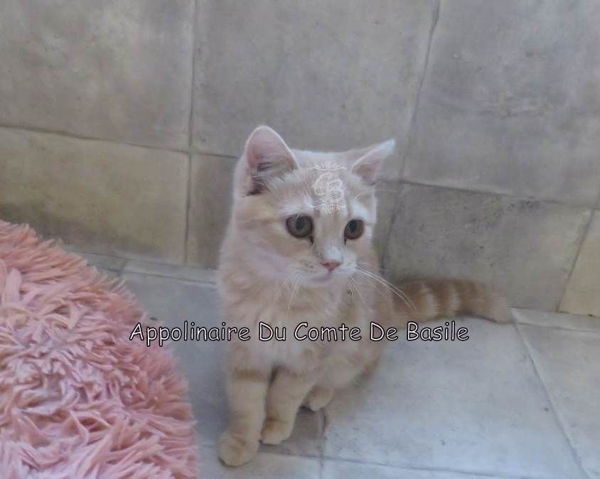Chaton disponible &agrave; la r&eacute;servation Type Exotic shorthair 660 10700 Trouans