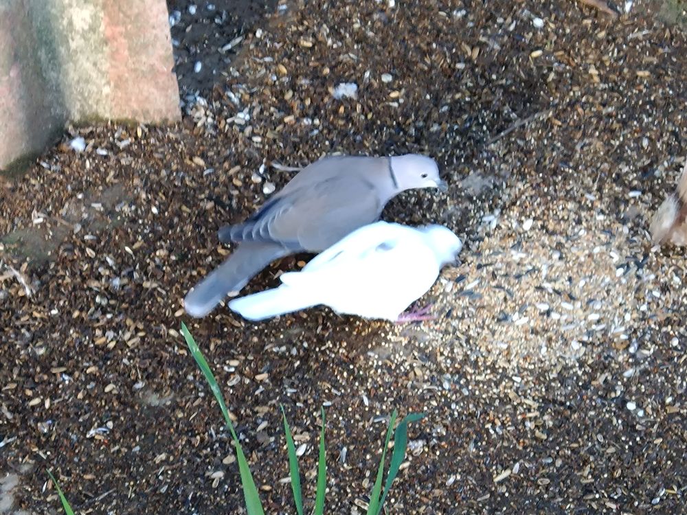 Tourterelle 20 17430 Champdolent