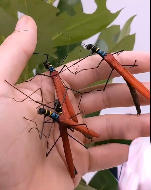 Phasmes Calvisia kneubuehleri 5 27250 Rugles