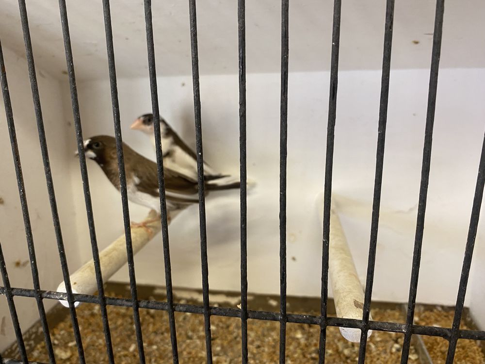 Couples moineaux du Japon 10 76800 Saint-�tienne-du-rouvray