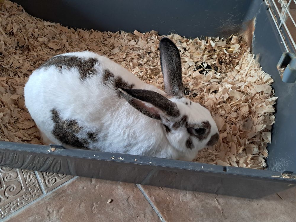 Lapins domestiques 0 19360 Malemort-sur-corr�ze